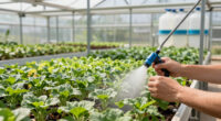 3 Best Aeroponic Cloning Machine Large Capacity in 2026