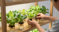 3 Best Best Hydroponic Bookshelf Gardens in 2026