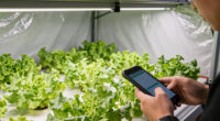 3 Best Led Grow Light for Lettuce Indoors in 2026