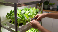 5 Best Compact Vertical Farms for Apartments in 2026