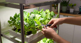 5 Best Compact Vertical Farms for Apartments in 2026